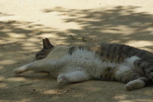 ねこ のらねこ,にゃんこ,可愛いの写真素材