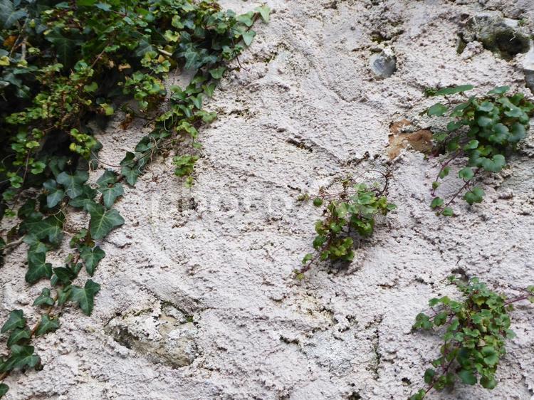 素材・壁に会える蔦 壁,素材,背景の写真素材