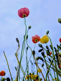 Poppies blooming towards the sky, JPG Poppies blooming towards the sky, JPG