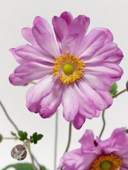 ピンク色のシュウメイギクの花 ピンク色のシュウメイギクの花の写真