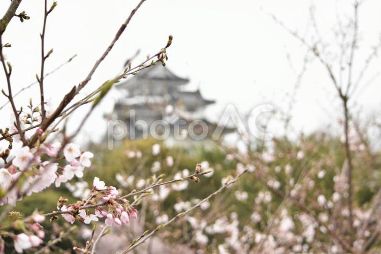 城と桜 しろ,城,天守閣の写真素材