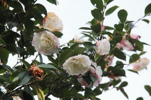 サザンカ・山茶花　咲く風景 サザンカ,秋,冬の写真素材