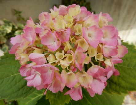【花の写真】紫陽花の花 【花の写真】紫陽花の花の写真