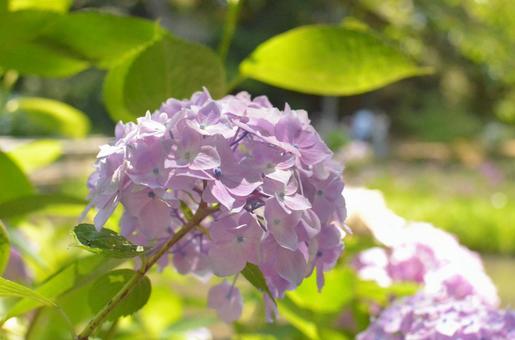 Hydrangea, JPG