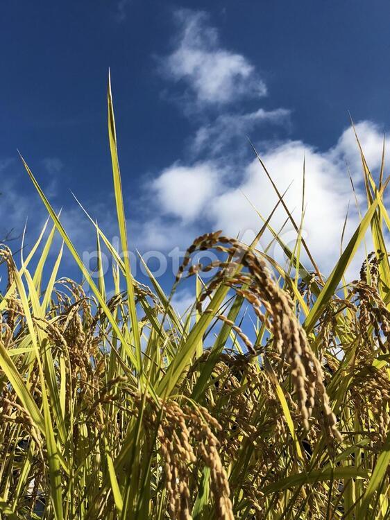 実った稲 稲,稲穂,空の写真素材