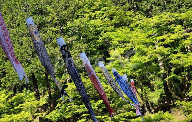 新緑を泳ぐ鯉のぼり２４－１ 鯉のぼり,端午の節句,子どもの日の写真素材