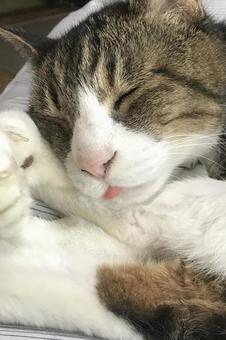 Photo, animal, a pet, cat, 
