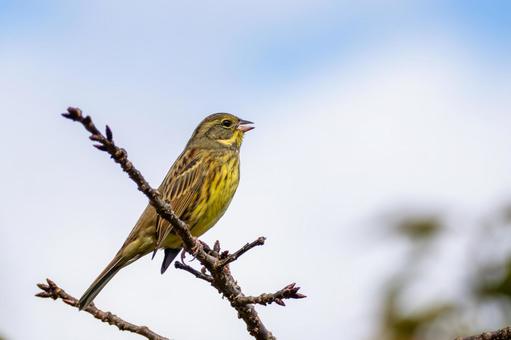 アオジ(38) アオジ(38)の写真