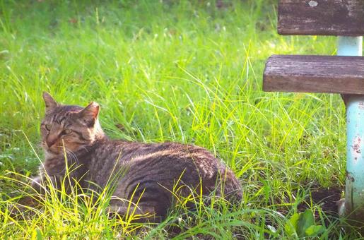 西日にまどろむ野良猫ちゃん 西日にまどろむ野良猫ちゃんの写真