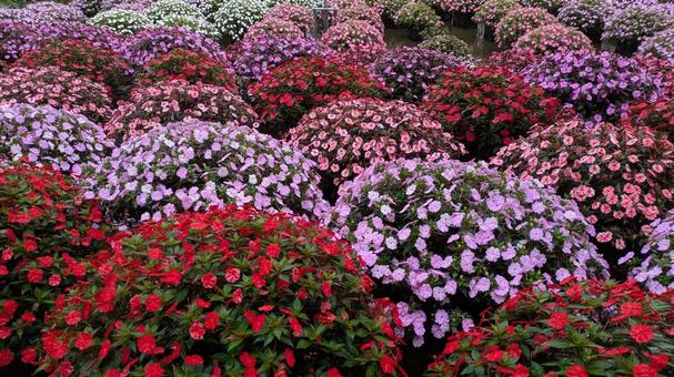 国営アルプスあづみの公園の花 国営アルプスあづみの公園,ピンク,花の写真素材