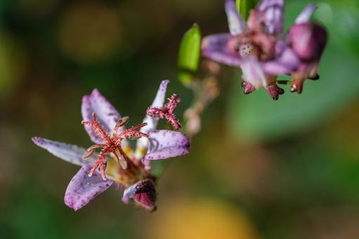 タイワンホトトギスの写真