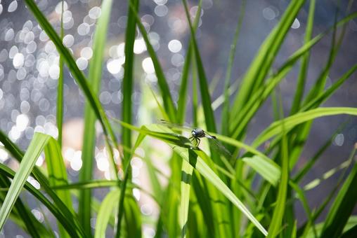 晴れた水辺の草に留まるトンボ 晴れた水辺の草に留まるトンボの写真