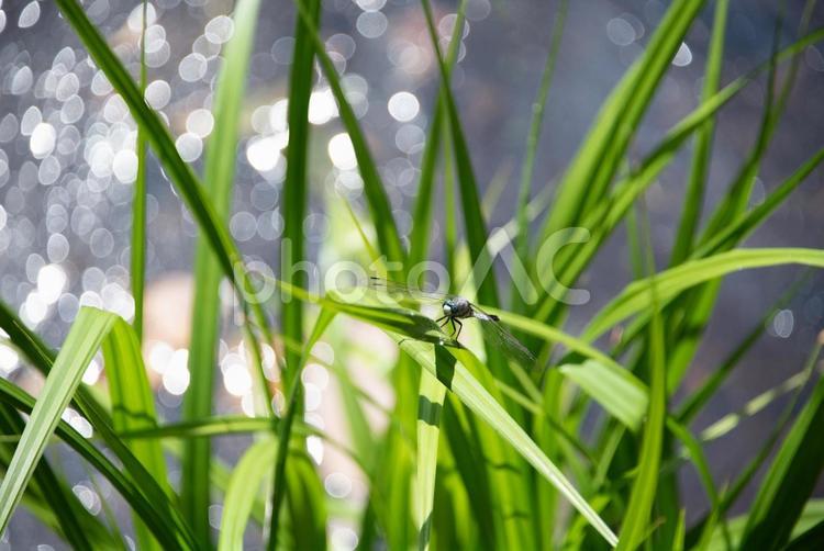 晴れた水辺の草に留まるトンボ トンボ,草,水辺の写真素材