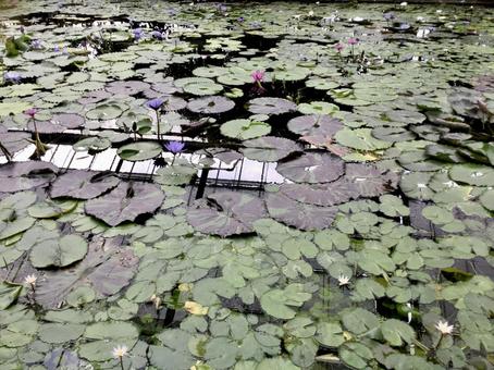 ハスの池 ハスの池の写真