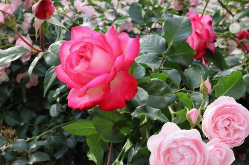 バラ園で綺麗な薔薇を撮りました バラ園で綺麗な薔薇を撮りました 花,薔薇,自然の写真素材