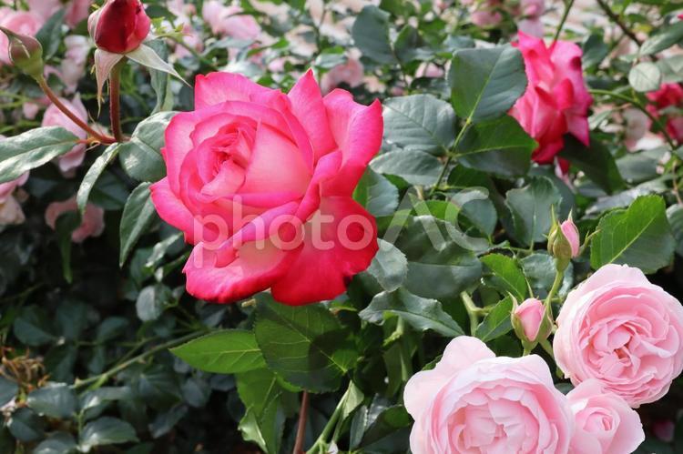 バラ園で綺麗な薔薇を撮りました 花,薔薇,自然の写真素材
