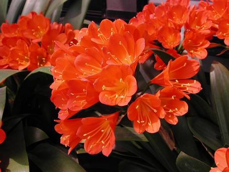 クンシラン・君子蘭　マクロの写真