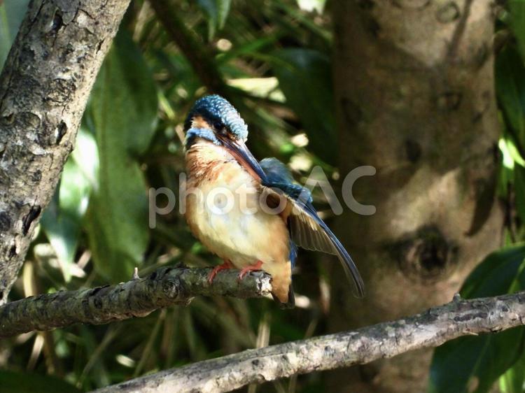 毛繕いをするカワセミ 鳥,野鳥,カワセミの写真素材