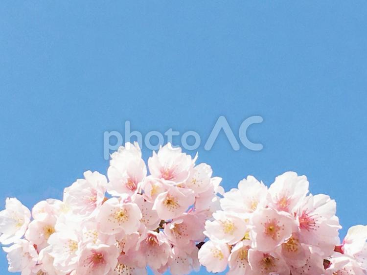 春のイメージ　青空と桜のアップ　フレーム 卒業,卒園,入学の写真素材