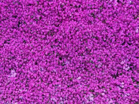 Phlox texture, JPG