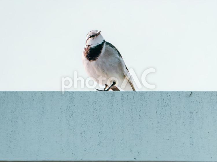 横向きのポーズいかがですか ハクセキレイ,野鳥,バードウォッチングの写真素材