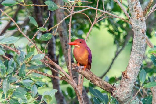 リュウキュウアカショウビン リュウキュウアカショウビンの写真