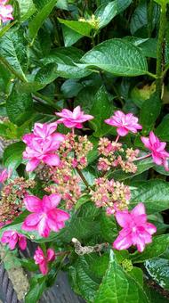 紫陽花 紫陽花の写真