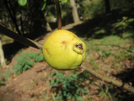 ボケ（木瓜）の実 木瓜,ボケ,実の写真素材