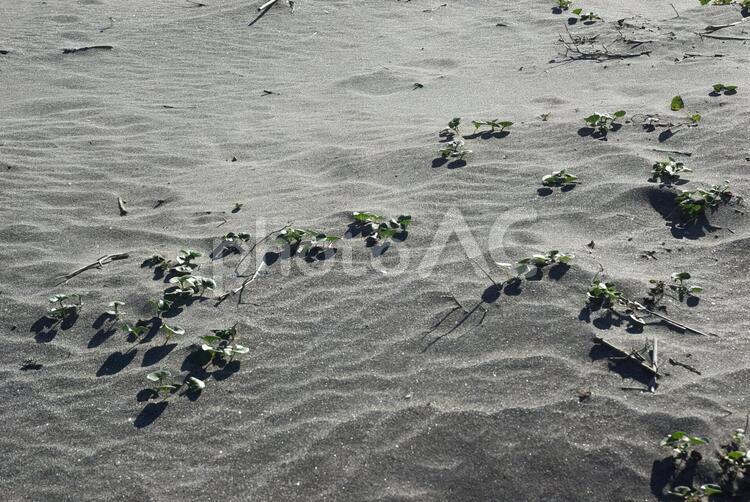 砂地の植物 植物,砂浜,海岸の写真素材