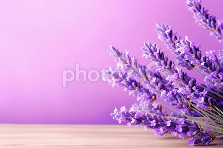 紫の背景・ラベンダー ラベンダー,紫,花の写真素材