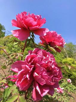 綺麗な花 綺麗な花 はな,flower,フラワーの写真素材