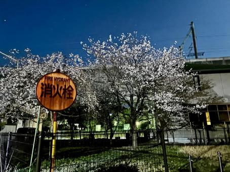 錆れた道路標識と夜桜 錆れた道路標識と夜桜 夜空,月,星の写真素材