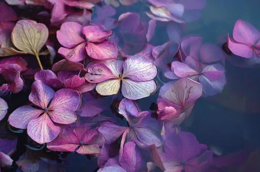 水面の紫陽花 水面の紫陽花の写真