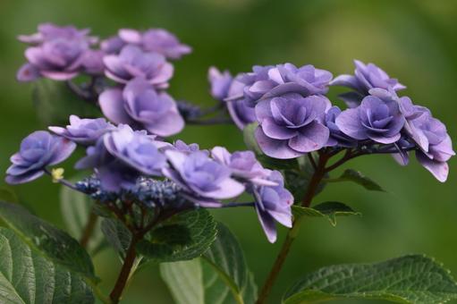 ガクアジサイ ガクアジサイ,アジサイ,花の写真素材