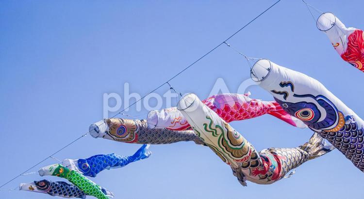 鯉のぼりと青空 鯉のぼり,子供の日,５月の写真素材