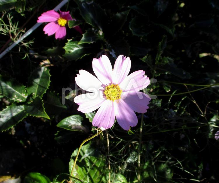 コスモス（秋桜）の花 コスモス,秋桜,ピンクの花の写真素材