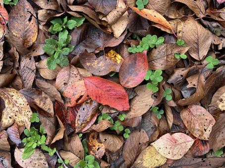 落ち葉 落ち葉,落葉,枯れ葉の写真素材