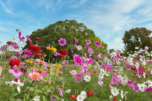 大船フラワーセンターのコスモス コスモス,大船フラワーセンター,鎌倉の写真素材