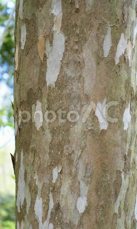 リョウブ（令法）の木の幹 木,幹,リョウブの写真素材