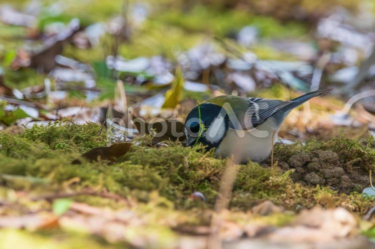 シジュウカラの森のひととき シジュウカラ,野鳥,森の写真素材