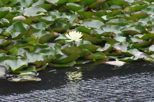 Water lilies in Moegino, Aoba Ward, Yokohama City, just after the summer heat, JPG