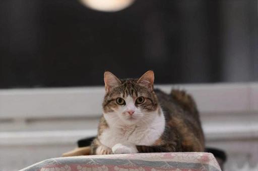 可愛いミケの写真