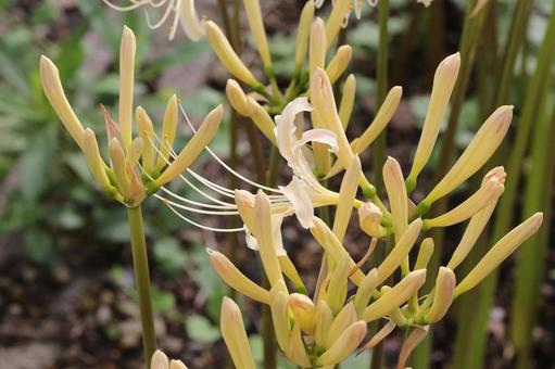 白い彼岸花の写真