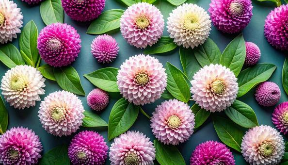 夏から秋の花 センニチコウ 夏から秋の花 センニチコウの写真