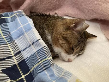 お昼寝Ｃ ねこ,ペット,動物の写真素材