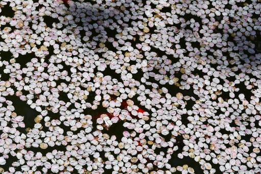 池に浮かぶ桜の花びら、泳ぐ金魚 桜,花びら,サクラの写真素材