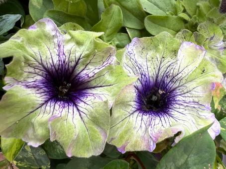 ペチュニア ペチュニア,花,アップの写真素材