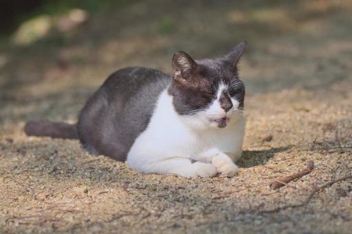 猫 猫の写真