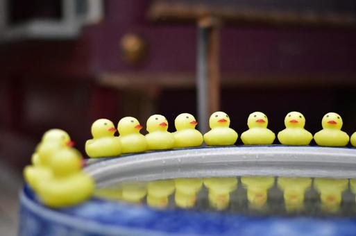 アヒル軍団 アヒル,整列,水瓶の写真素材