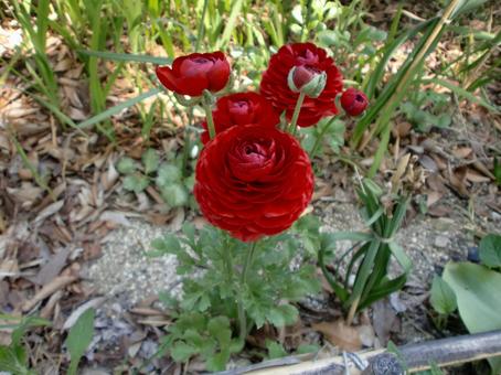 赤いラナンキュラスの写真